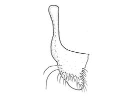   Anthidium jocosum  male, diagram showing ventral view of seventh sternum (S7), diagram from Gonzalez and Griswold 2013 
